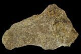 Fossil Pterosaur (Pteranodon) Bone Section - Kansas #127878-1